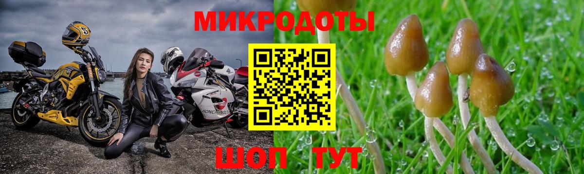 что такое   Вход с VPN  Осинники  Псилоцибиновые грибы мухоморы 